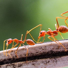 Image of red ants walking along a cable.