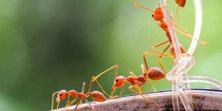 image of ants crawling around
